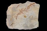 Dawn Redwood (Metasequoia) Fossil - Montana #153692-1